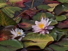 -国家植物园南园