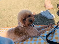 -春花秋色城市公园