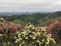 -贵州百里杜鹃风景名胜区