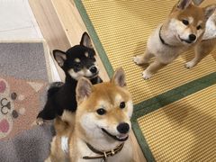 -柴犬小屋·柴餐厅·狗咖食堂(金鼎广场店)