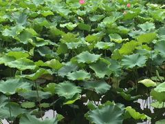 -绍兴鉴湖君澜大酒店