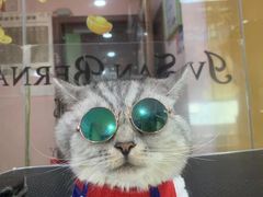 -车接车送·寄养洗护·德文猫舍(大宁店)
