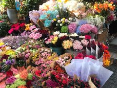 -曲阳花鸟市场(曲阳路店)