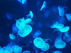 android_upload_pic-左海海底世界