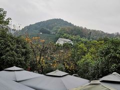 -阿巧茶庄
