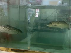 -源港渔村-中山脆肉鲩(博罗店)