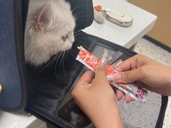 -瑞派康怡24h宠物医院·犬猫医疗中心·微创绝育(瑞景分院)