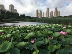 -前关湿地公园