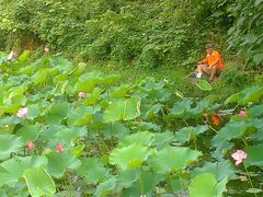 android_upload_pic-西北湖绿化广场