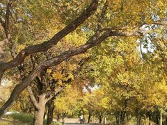 -北京西山国家森林公园