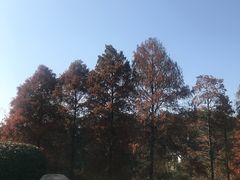-羡餐厅·杭帮菜·淳菜(千岛湖自由洲际殿店)