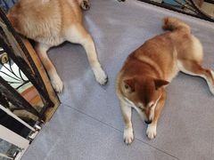 -喜柴咖啡·柴犬狗咖