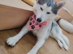 -Husky Go! 哈士奇体验馆·宠物咖啡厅狗咖