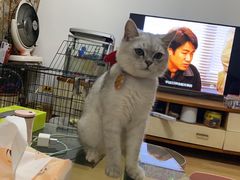 -袖虎宠物(锦绣生态园店)