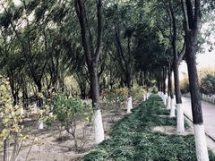 -大兴滨河森林公园