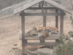 -石家庄市动物园