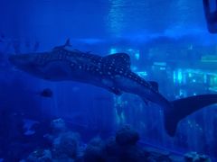 -成都浩海立方海洋公园