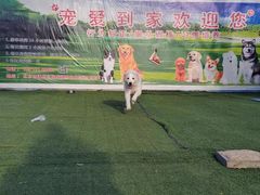-宠物寄养训练学校