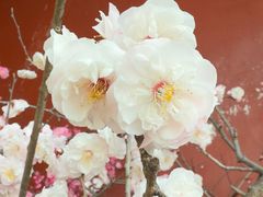 -红螺寺
