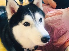 -Husky Go! 哈士奇体验馆·宠物咖啡厅狗咖