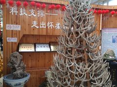 -北京鹿世界主题园