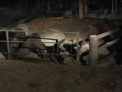 -清迈夜间动物园