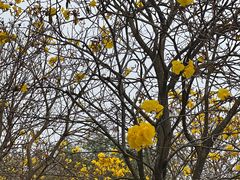 -天适樱花悠乐园