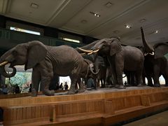 -美国自然历史博物馆