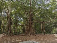 -中国科学院西双版纳热带植物园