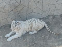 -大连森林动物园