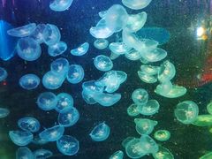 -顺德南宏海立方海洋公园