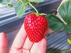 -甜心庄园·甜心草莓采摘园(西青中北店)