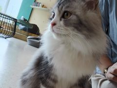 -飞行喵MR PILOT|猫舍·猫咖(静安大融城店)