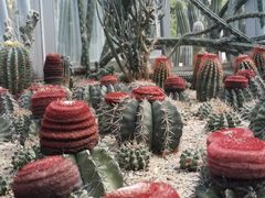 -深圳仙湖植物园