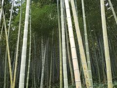 -东明山森林公园