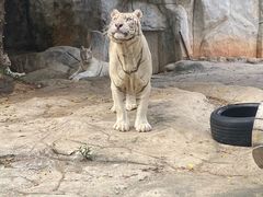 -灵玲国际马戏城