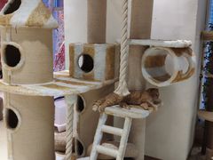 -藏猫猫咖啡主题馆(中央大道店)