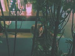 -Sirena海妖日咖夜酒