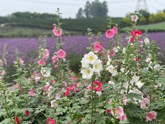 -紫颐香薰山谷景区