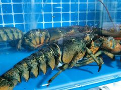 -云南巷海鲜大咖·可加工海鲜