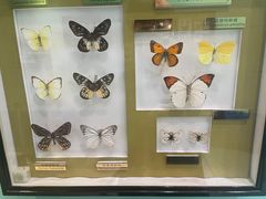 -上海昆虫博物馆