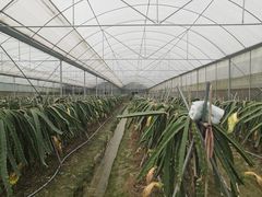 -洪湖家庭农场·团建·露营·会议