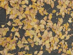 -东山雕花楼