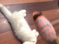 -飞行喵MR PILOT|猫舍·猫咖(静安大融城店)