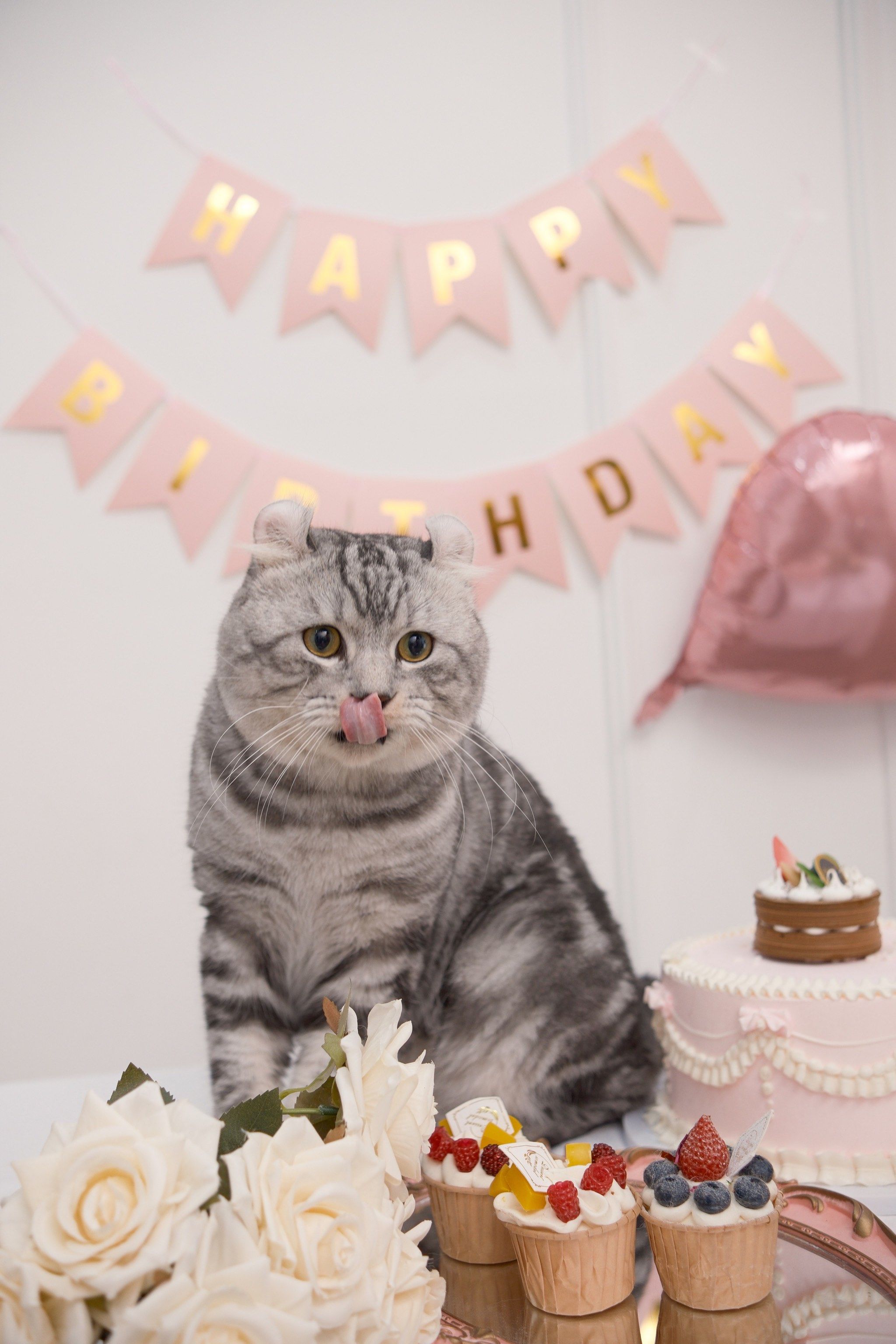 猫咪生日宠物写真,记录你的独特时刻!