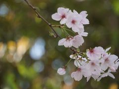 -高东镇樱花园