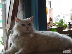 -Babycat私家御饼屋(龙头路一店)