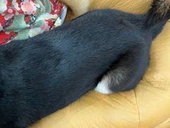 -逗柴咖啡屋·狗咖猫咖宠物桌游