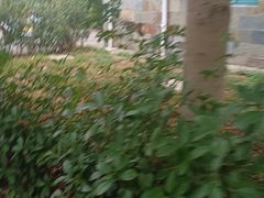 -檀香花苑