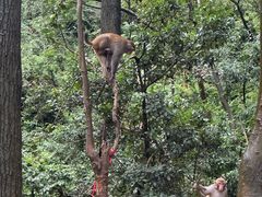 -黔灵山公园-南门售票处